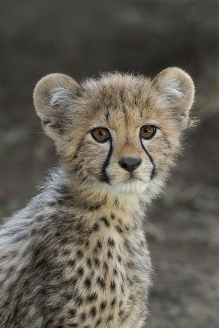 Bébé Guépard Nom