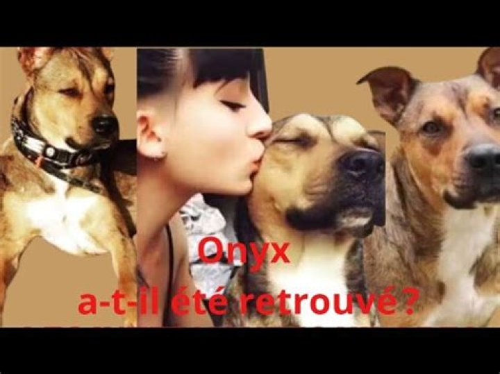 Onyx Chien Leslie Et Kevin Retrouvé Mort